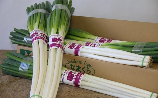 
            軟白長ねぎ　6kg
          