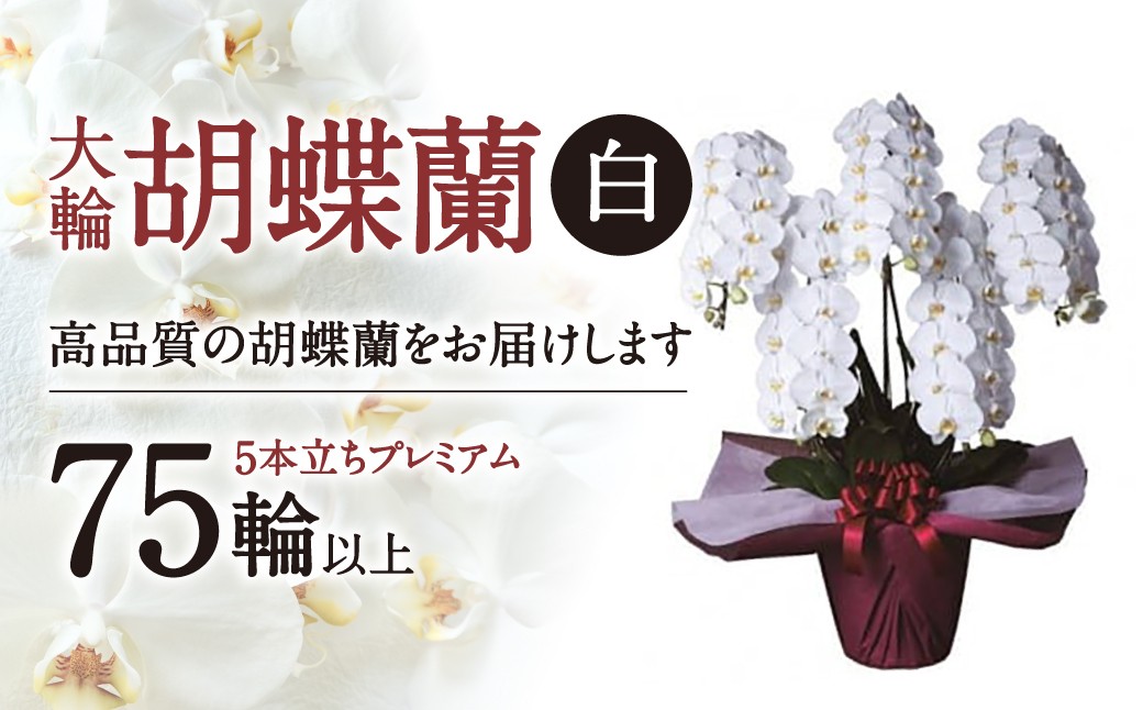 
AH-E02 大輪胡蝶蘭 白 5本立ち　プレミアム　綾羽株式会社
