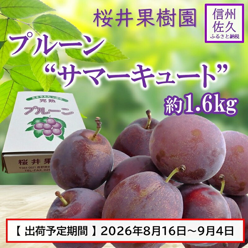 【ふるさと納税】プルーン約1.6kg（400g×4パック）（家庭用）【先行予約・2026年8・9月出荷】 （北海島・沖縄・離島は配送不可）サマーキュート 信州 果物 旬彩 期間限定