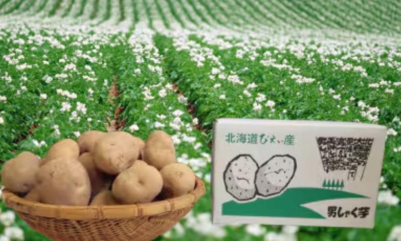 
            【先行予約】じゃがいも 男爵 5kg<令和7年産 >おおとり  | ふるさと納税 人気 おすすめ ランキング 旬 じゃがいも 芋 ジャガイモ  いも イモ 新鮮 鮮度抜群 野菜 ベジタブル おいしい 健康 北海道 美瑛町 送料無料［0075-03］
          