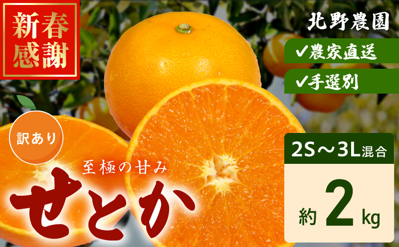 DZ6230_ご家庭用 せとか 和歌山 有田 2S～3Lサイズ 大きさお任せ 約2kg