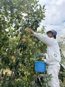 【2026年先行予約】りんご 夏あかり2kg ｜ りんご