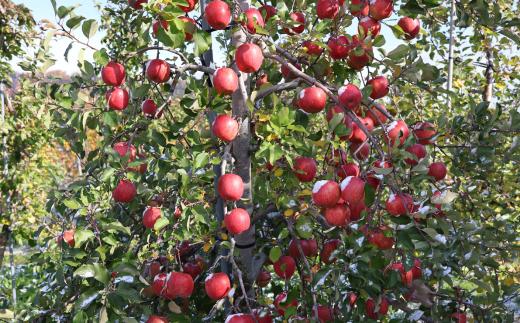 ＜2025年12月上旬よりお届け＞北海道壮瞥町　りんご　品種名「サンふじ」8～10玉約3kg SBTF006