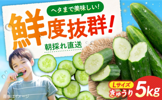 鮮度バツグン！広島県江田島市産きゅうり 5kg×1箱 Lサイズ 胡瓜 キュウリ 野菜 やさい 国産 江田島市/ひろしま農業協同組合江田島アグリセンター [XCA001]