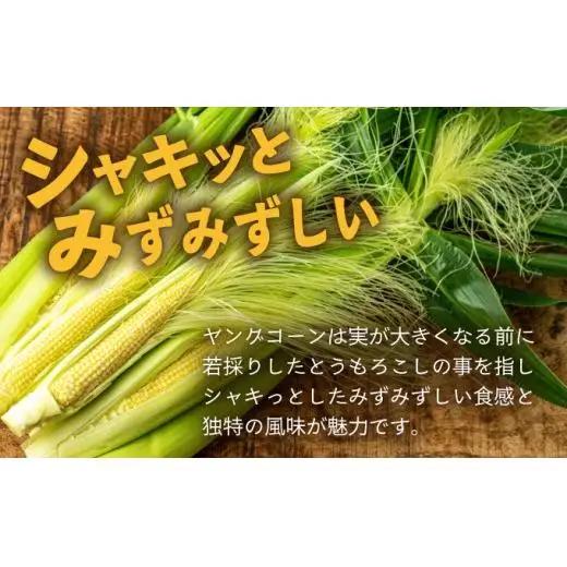 【先行予約2027年1月-5月配送】1番遅くて1番早い⁉ プレミアムヤングコーンとスイートコーンのよくばり定期便！！朝採れを皮付きのままお届け！！