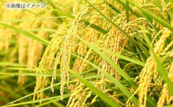 【米】ごはんソムリエが厳選！仁多米の中でも特に標高の高い大峠地区に限定しました！白米 米 お米 こめ コメ ライス ご飯 ごはん