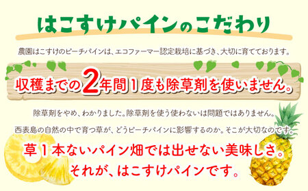 定期便 2ヶ月 2024年 先行予約 ピーチパイン 約3kg 西表島 絶品 初エコファーマー認定 パイン 果物 フルーツ 2回 お楽しみ