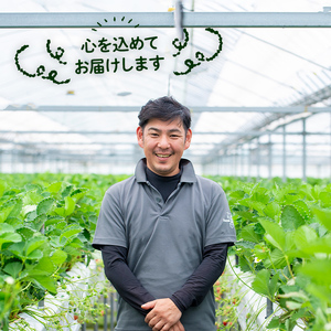 ＜2026年1月上旬～3月下旬の間に発送予定＞いちご(計約1.12kg・280g×4P)苺 イチゴ フルーツ 果物 くだもの 果実 ベリーツ【117900500】【Farm U.S.A.】