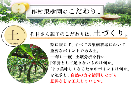 作村果樹園のあきづき梨 約5kg(9～13玉前後) 熊本県氷川町産 作村果樹園《8月中旬-9月末頃出荷》梨 なし