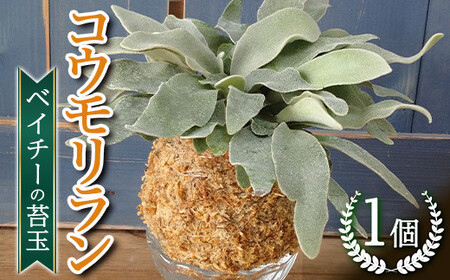 【数量限定1個】簡単♪観葉植物　コウモリラン　ベイチーの苔玉
