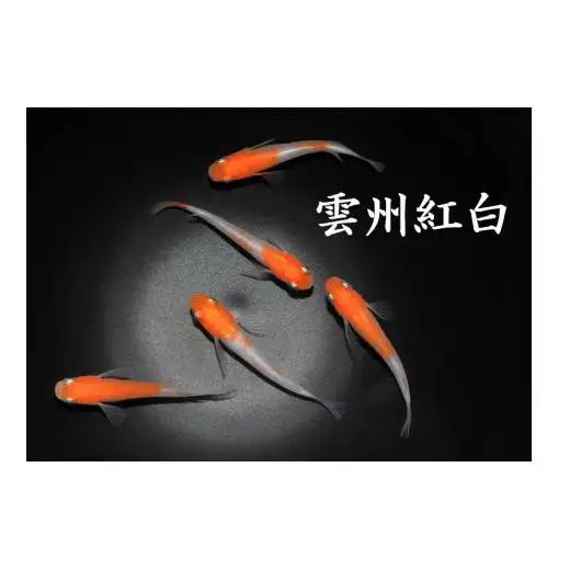メダカ「雲州紅白」1ペア