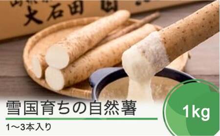 雪国育ちの自然薯 約1kg(2本入り) 野菜 グルメ 取り寄せ ご当地 特産 産地 直送人気 オススメ 家計応援 消費応援 物価高応援 支援 oz-zixxx1