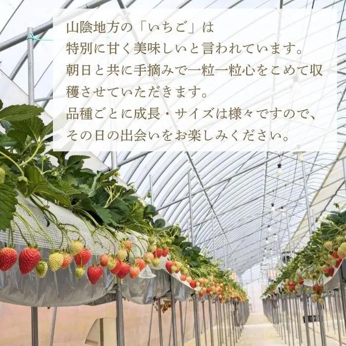 【先行予約】「色々苺」品種盛り合わせパック 品種かわかるメモ付【食べ比べ いちご 約290g×2パック 苺 冷蔵 安来】【13-FA-01】