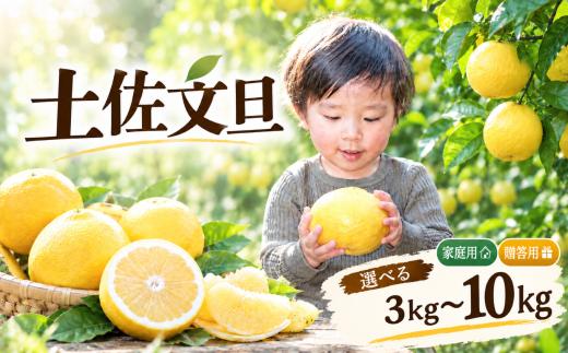 土佐文旦 5kg 贈答用L 小野果樹園