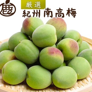 ＜6月発送＞厳選 紀州南高梅(青梅)3kg+250g（傷み補償分）｜梅 和歌山産