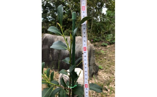 植物 福の山・榊（サカキ） 苗木（1鉢）：80cm プランター 広島県福山市/小林商事  本榊 さかき 苗木 地植え 神棚 祭壇 観葉植物 [BAEA005]