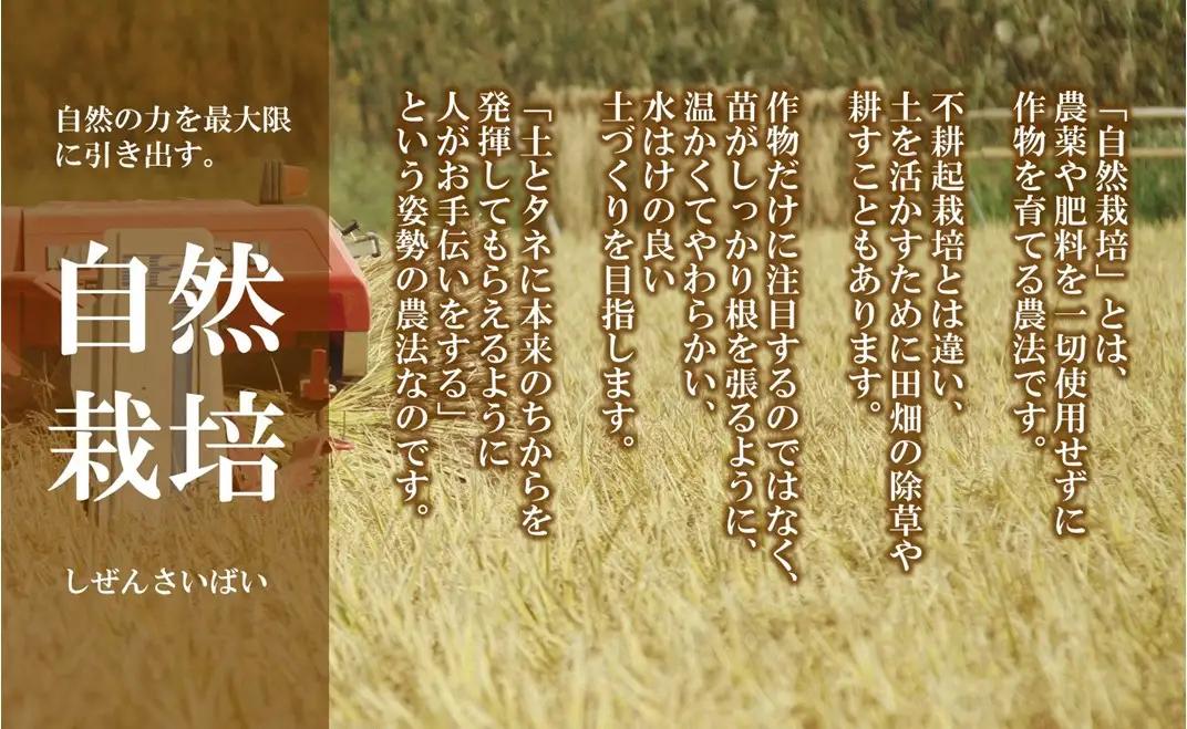令和8年産 羽咋米 玄米 10㎏ 羽咋米