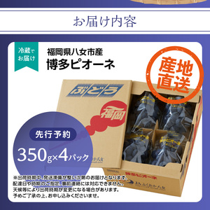 博多ピオーネ（350g×4パック）【ＪＡふくおか八女】｜7月上旬～8月上旬頃発送予定 002-007