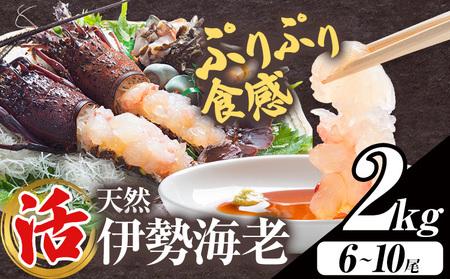 【数量限定】天然『活』伊勢海老 2kg  ( 6尾 ～ 10尾 ) 【配送不可地域：離島・北海道・沖縄県・東北・中国・四国・九州】寺田水産