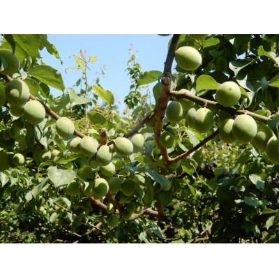 ふるさと納税 かすみがうら市 【先行受付】梅ジュースにカリカリ梅に「白加賀」　約3kg