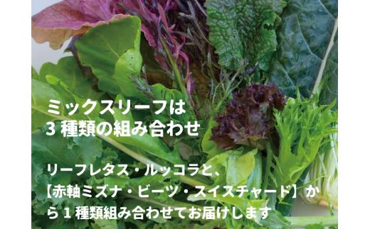 【 6ヶ月 定期便 】飛騨の新鮮モッツァレラ＆フレッシュ野菜 セット 6回お届け モッツァレラチーズ 6回 半年 チーズ ミックスリーフ 無農薬野菜 無農薬 飛騨高山 牧成舎 DF101