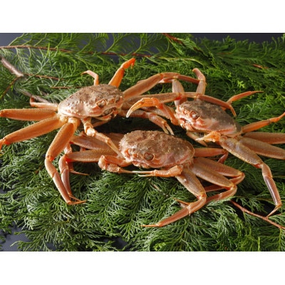 【先行予約】鳥取県産 活 親がに(セコガニ)200～230g×3杯 2025年12月発送【配送不可地域：離島・北海道・沖縄県・東北・信越、北陸】