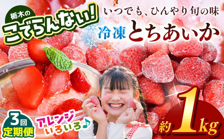 【定期便3回】栃木のこでらんない冷凍イチゴ（とちあいか） 約1kg |定期便 いちご イチゴ 果物 フルーツ 苺 甘い 美味しい とちあいか 大粒 ジューシー 映え 産地直送 栃木県 真岡市 朝摘み 酸味が少ない 冷凍いちご