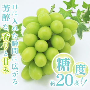 〈2025年度配送分〉甲府市産シャインマスカット大房大粒（600ｇ〜700ｇ）