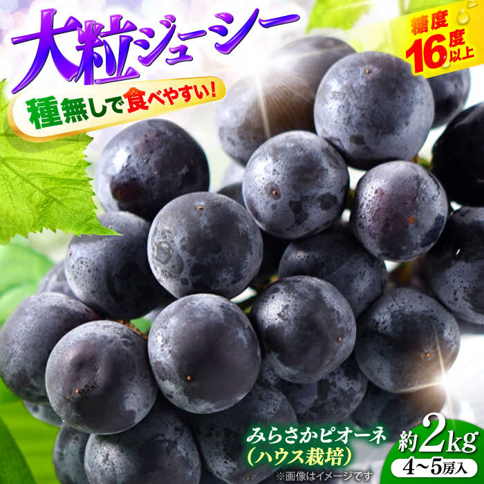 【ふるさと納税】【数量限定・2026年先行予約】 ピオーネ みらさかピオーネ（ハウス栽培）2kg 4から5房入 ＜7月中旬頃から順次発送＞ぶどう ピオーネ 葡萄 ブドウ フルーツ 種なし 人気 おすすめ 特産 広島 三次 ふるさと納税 三次市/みらさかピオーネ直売所[APBE002]