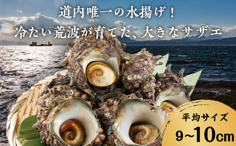 【期間限定】離島小島産 活サザエ ２kg 大きいサイズ 8個～10個 冷蔵 濃厚 海鮮 北海道 特産品 新鮮 刺身 焼き物 つぼ焼き バター炒め 炊き込みご飯 お取り寄せ 松前町 MATO001