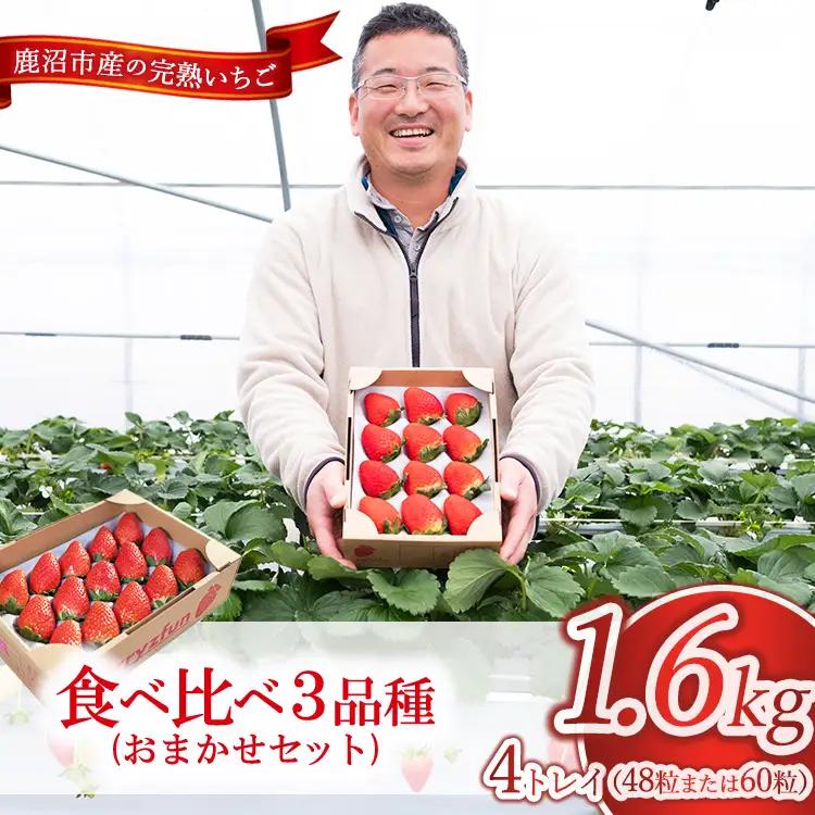 いちご 食べ比べ 3品種 4トレイ1600g ※2026年12月～発送