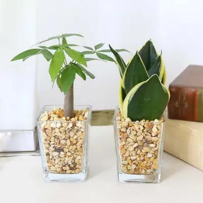 【観葉植物】土を使わないで清潔なミニ観葉植物 ゼオライト植え・ガラス鉢 スクエア形 2鉢セット（パキラとサンスベリア）【観葉植物 インテリア 部屋 おしゃれ 福岡県 筑前町 送料無料 AG049VC03】
