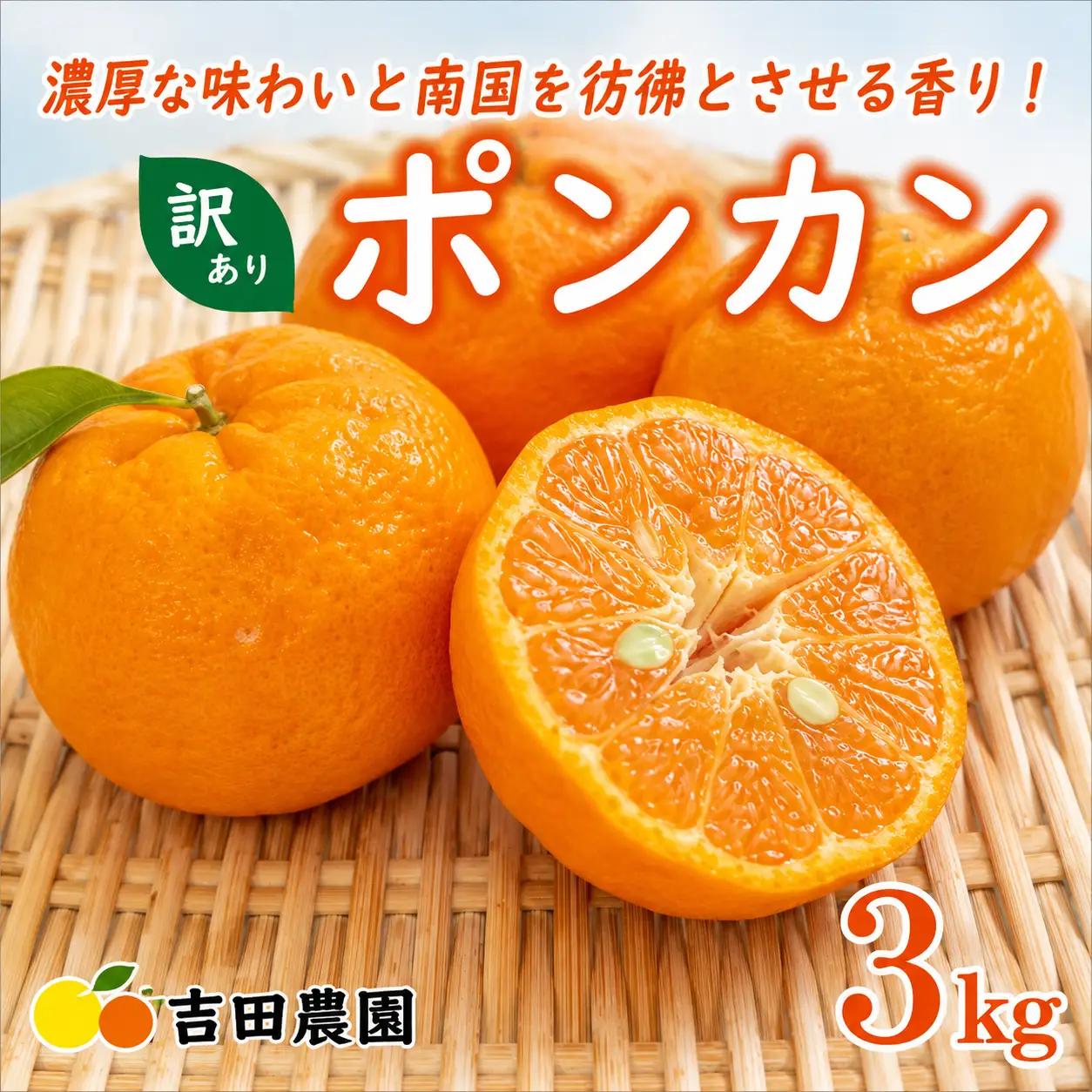 【先行予約】 冬の柑橘 ポンカン 訳あり 3kg みかん 柑橘 ジューシー  お試し 愛媛 愛南 吉田農園