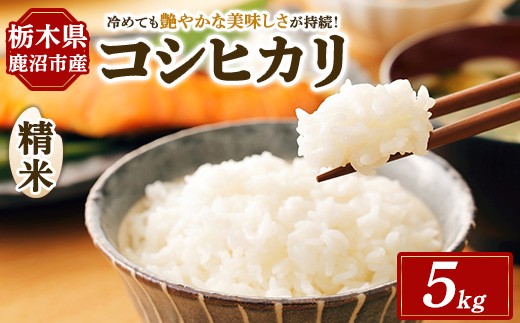 
                  コシヒカリ 5kg 令和7年度産 【農家直送】 米 こしひかり お米 こめ コメ おこめ コシヒカリ 精米 精白米 白米 ５キロ ご飯 ごはん 白飯 国産米 単一原料米 産地直送 栃木 鹿沼 ※ kome 米5kg コシヒカリ5kg ブランド米 炊飯米 とちぎ 米
                