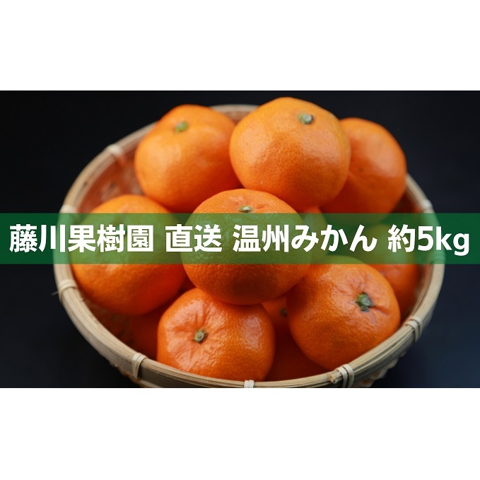 2026年秋よりお届け フジカワ温州みかん 約5kg フルーツ 果物類 柑橘類 ミカン 蜜柑 くだもの 