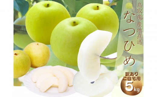 
                  【数量限定】鳥取県産 梨 訳あり ご自宅用 なつひめ 5kg
                