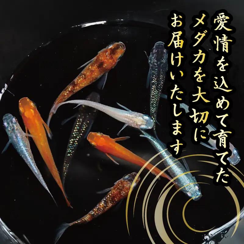 【めだか】夜桜ゴールド　オス・メス　ランダム10匹  牧之原市 丸長