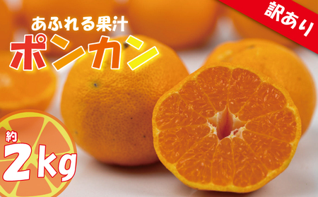 【みかん】訳あり みかん ポンカン 約2㎏ 【VEG0131】
