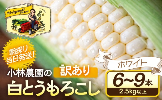 ＜先行予約＞ 朝採り当日発送！ 訳ありとうもろこし ホワイト系 6本～9本 (2.5kg以上) ホワイトコーン 雪の妖精 ピュアホワイト 冷蔵 糖度 フルーツ メロン より 甘い 田原市 トウモロコシ コーン おやつ スイーツ コーンスープ 事前予約 夏 初夏 野菜