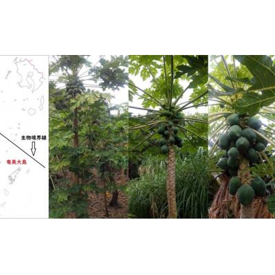 ふるさと納税 奄美市 皮むき1/4カット青パパイヤ1kg |  | 03