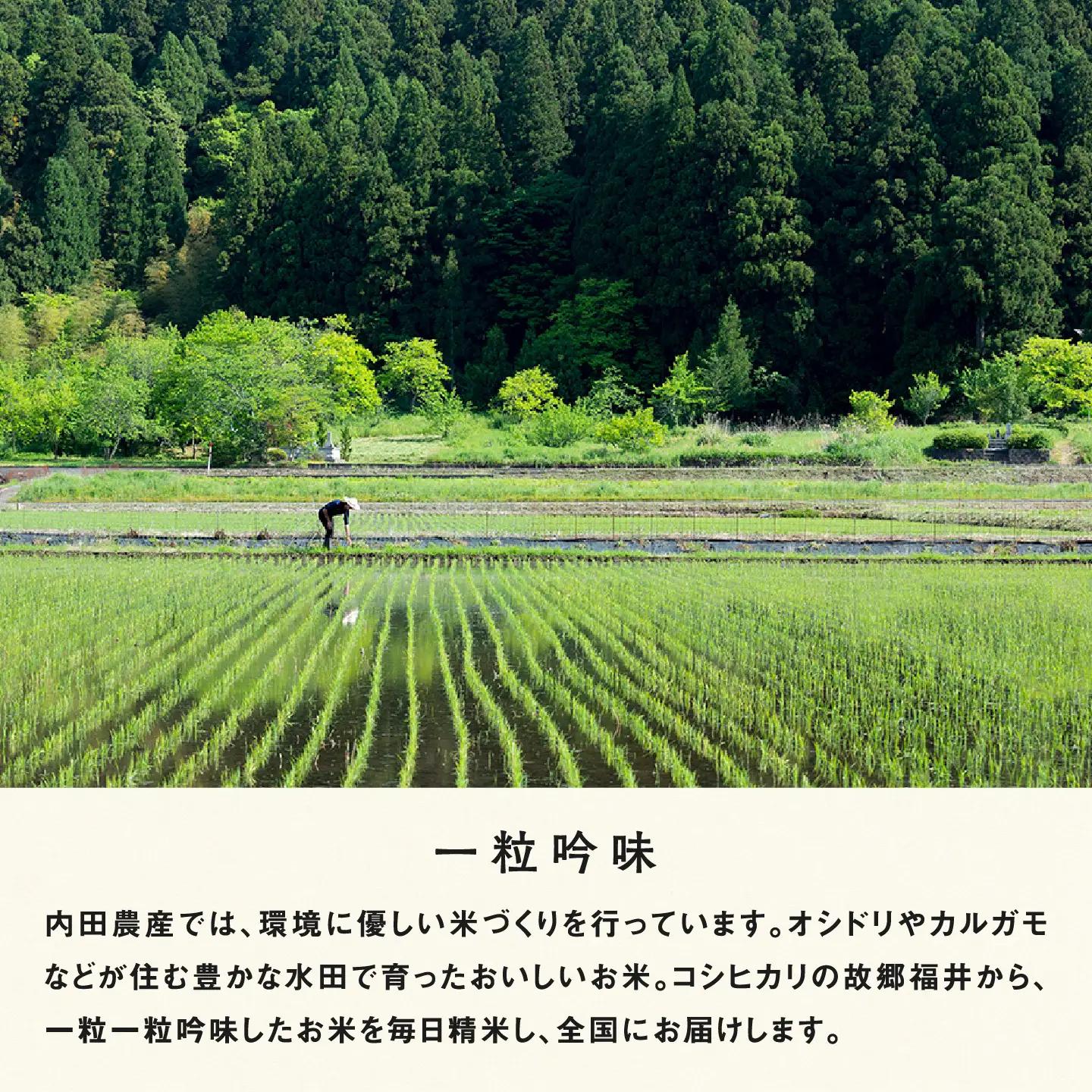 【令和8年産新米！】【先行予約】【2026年9月下旬以降順次発送予定】福井県産 内農米 イクヒカリ 10kg 白米 精米 