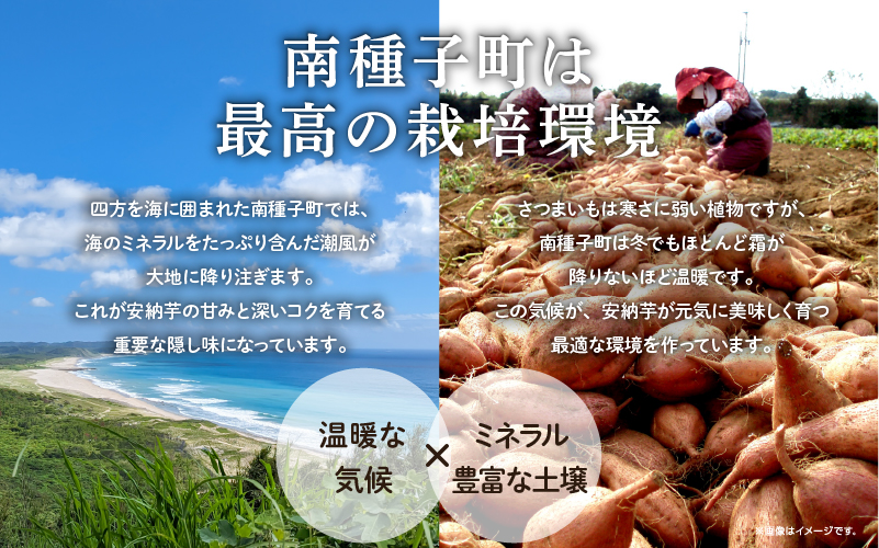 冷凍焼き芋（安納こがね）約２kg【南種子町観光物産館 トンミー市場】