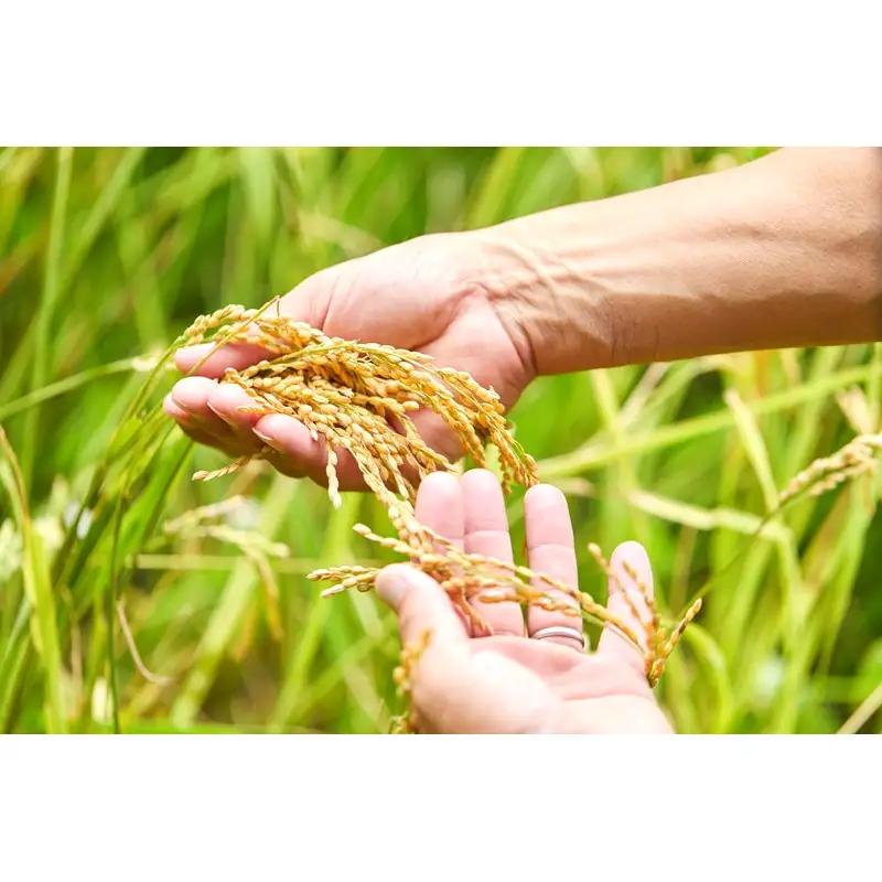 2026年産 丹後弥栄産コシヒカリ（玄米5kg）月1回×6ヵ月 ふるさと納税 お米 米 玄米 コシヒカリ 農家直送 丹後こしひかり ふるさと納税 玄米 定期便