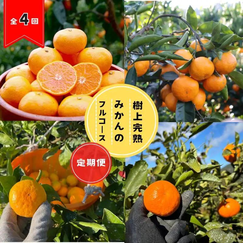 【全4回定期便】樹上完熟みかんフルコース【10月20日まで】 / 宮川早生みかん・ゆら早生・きゅうき・上野早生※2026年10月より発送 / 和歌山県 ミカン フルーツ 果物 柑橘 田辺市 みかん く
