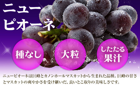 シャインマスカット【晴王】 & ニューピオーネ 計5kg以上(各4~5房) 【先行予約】 株式会社Myself《2025年9月上旬-11月上旬頃出荷》マスカット 送料無料 岡山県 浅口市 ぶどう フル