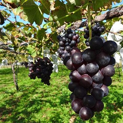 ふるさと納税 小坂町 【小坂七滝ワイナリー】フリーランワインセット(ロゼ・白)<2種×1本> |  | 01