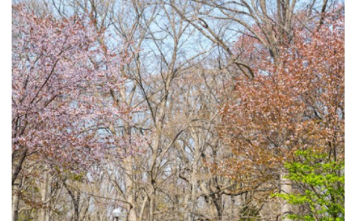 兜沼キャンプ場駐車場の辺りは桜が満開となります。