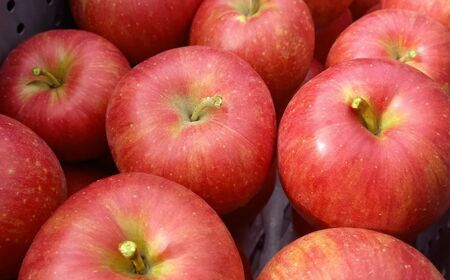 *【2025年先行予約】シナノスイート 5kg ｜ マルヒラ農園 リンゴ りんご 林檎 果物 フルーツ 果実 果汁 シナノスイート しなのすいーと 長野県 松川村 信州