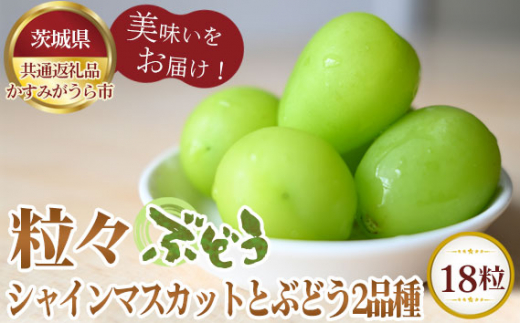 【先行予約】粒々ぶどう18粒　シャインマスカットとぶどう2品種【茨城県共通返礼品 かすみがうら市】 ／ シャインマスカット ぶどう 葡萄 18粒 6粒 12粒 3品種 食べ比べ 先行予約 数量限定 100セット 冷蔵 冷蔵便 賞味期限3～4日 8月発送 10月発送 No.301