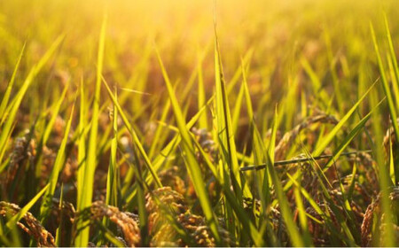 【定期便3回】農薬を使わずに作ったお米　みやもと米（玄米）　5kg